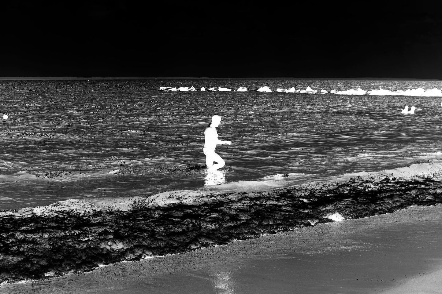 Palomino Palazzo Shorts