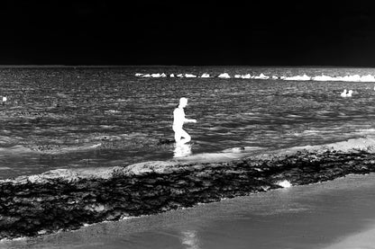 Palomino Palazzo Shorts